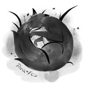 Grayscale fox curled up sleeping